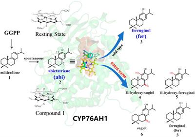 Multiscale Simulations on the Catalytic Plasticity of CYP76AH1